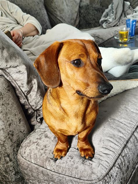 Dave the golden weiner : r/Dachshund