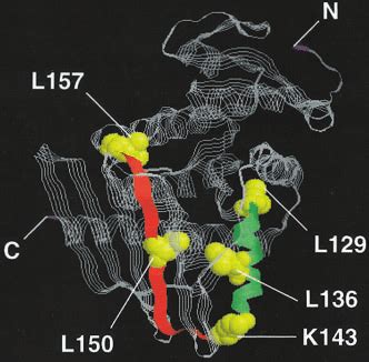 Amino acid alignment of leucine zipper protein domains. Key leucine ...