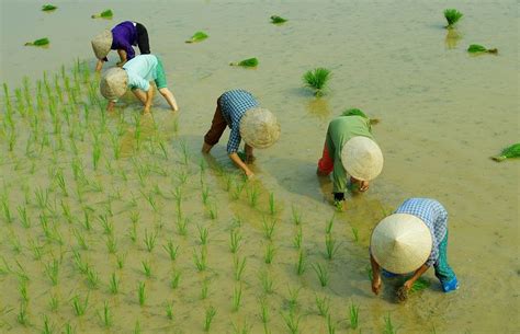 Cấy vụ hè thu Vietnam travel Vietnam Thailand