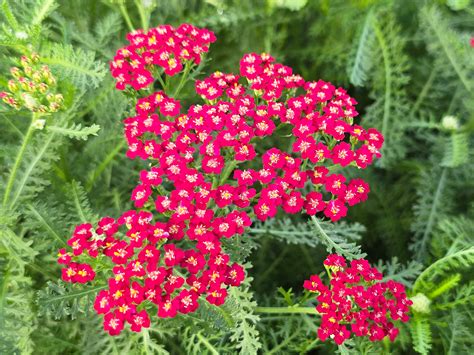 Red Yarrow Seeds – Drought-Tolerant Pollinator Favorite – Jerra's Garden