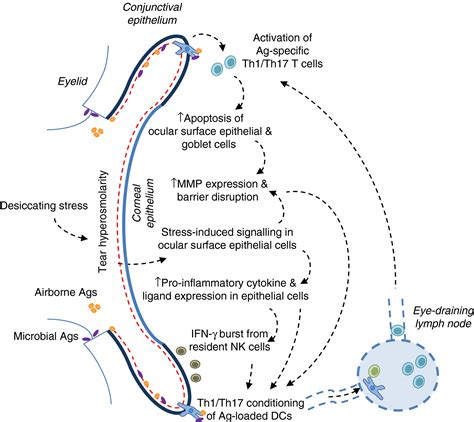 Mucosal Immune Tolerance At The Ocular Surface In Health And Disease Galletti 2017