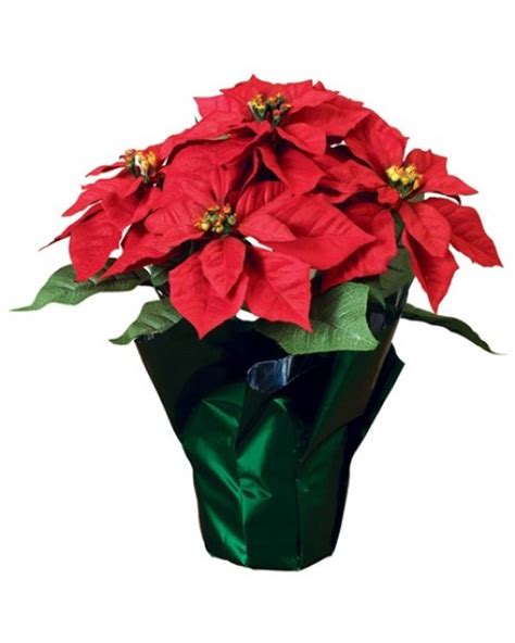 POINSETTIA RED - Botanyca.ae