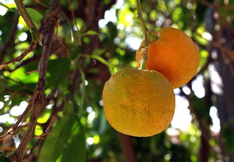 Orange Frucht Obst Kostenloses Foto Auf Pixabay Pixabay