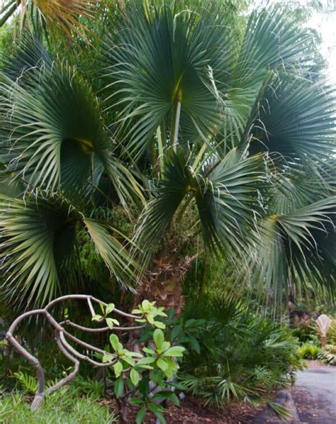 Sabal Palm Zone Hardy Palms