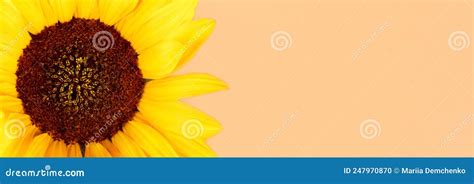 sunflower banner royalty  stock photography cartoondealercom