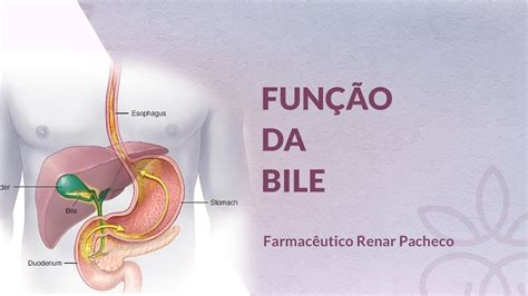 ERVAS que promovem o aumento de secreção da BILE ervasmedicinais azia