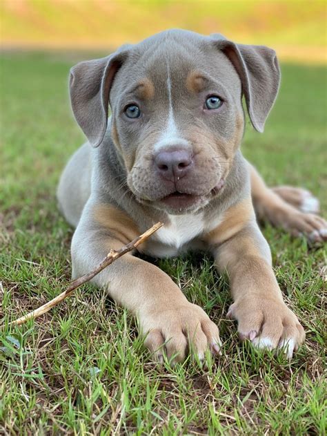 American bully xl lilac puppy | Собаки