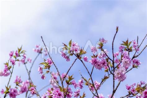 桜の花と青空 No 25549842｜写真素材なら「写真ac」無料（フリー）ダウンロードok