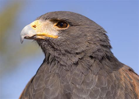 Harris S Hawk Parabuteo Unicinctus Photograph By Carol Gregory Fine