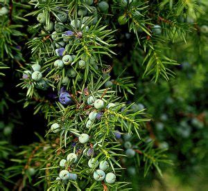 Botanicals in Gin: The most essential and common ingredients in gins