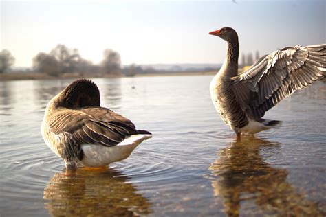 Free Images Nature Wing Wildlife Reflection Beak Fauna Duck