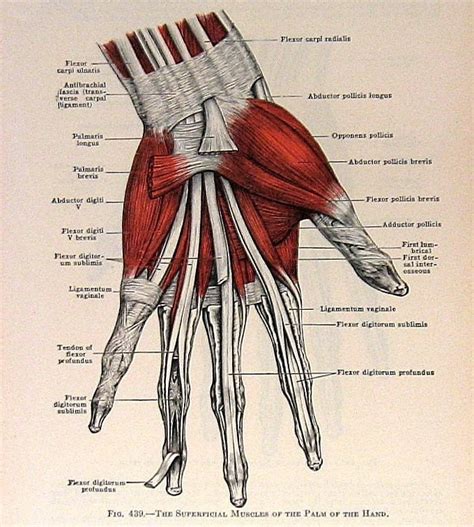 Muscles Of The Hand 2 Sided 1933 Human Anatomy Illustration