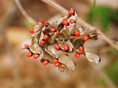 Abrus Precatorius With A Bright Red Ball Stock Photo Image Of Abrus