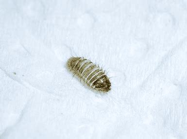 The Problem With Carpet Beetle Larvae | Quik-Kill