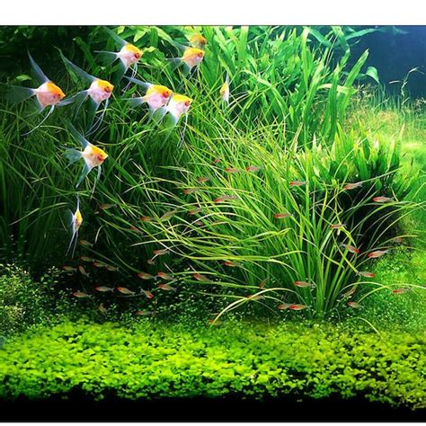 Aquarium Grass Seeds Big Cow Hair Grass Aquarium Plant Etsy