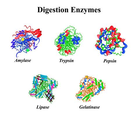 Enzyme Structure stock vectors - iStock