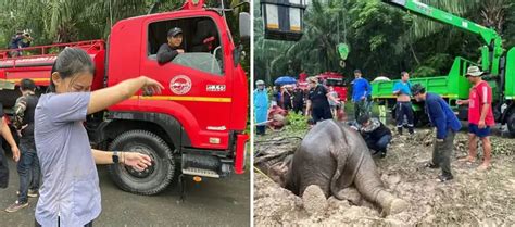 थाईलैंड बच्चे को बचाने के लिए हथिनी ने लगाई जान की बाजी देखें वीडियो