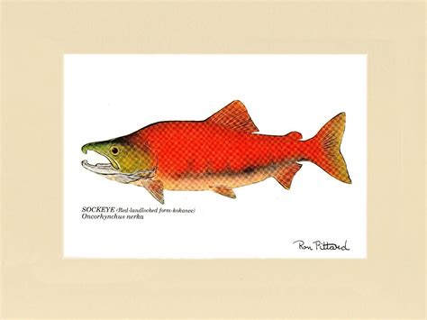 Sockeye Salmon Fish Print Red Landlocked Form Kokanee Fishing Wall