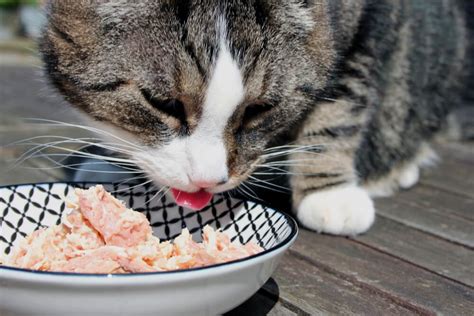 ¿pueden Los Gatos Comer Atún Todo Sobre Los Gatos Mininoses