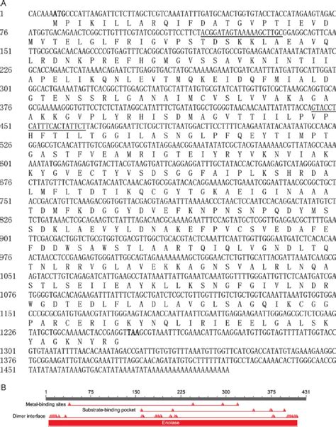 The Nucleotide And Deduced Amino Acid Sequence Of Antheraea Pernyi