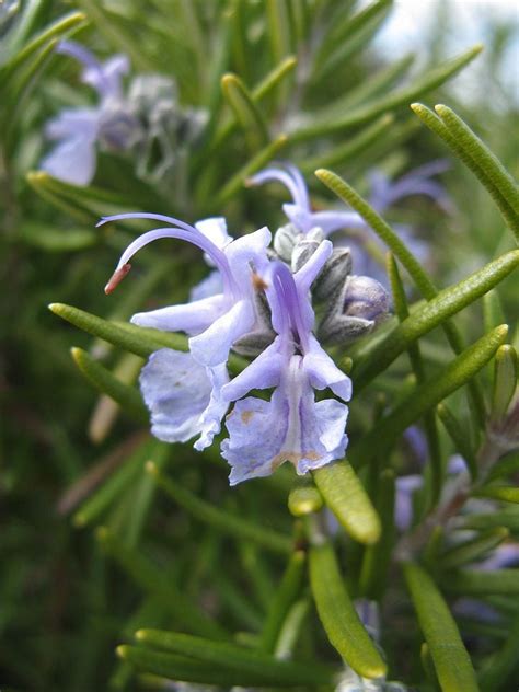 Tuscan Blue Rosemary Care - Tuscan Blue Rosemary Hardiness And Growing ...