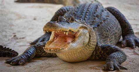 largest alligator population  state     animals