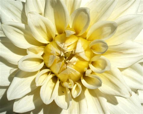 Close-up Photo of Orange Chrysanthemum Flower · Free Stock Photo