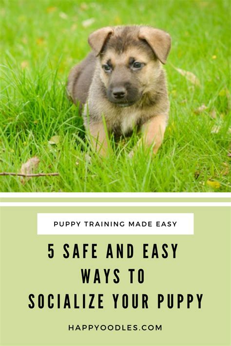 5 Safe And Easy Ways To Socialize A Puppy Happy Oodles Puppies