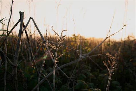 Photo of Field Full of Pumpkins · Free Stock Photo