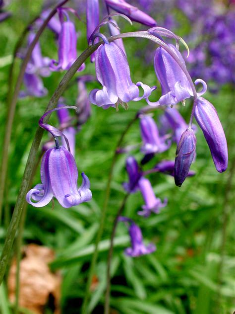 Bluebell Hyacinthoides Non Scripta Irelands Wildlife