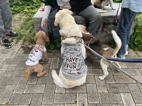 老犬介護ホームろうたす On Twitter ある日のお散歩風景 ご近所わんこ、シーズーのポコちゃんと会えるとみんなラッキーです！おやつが