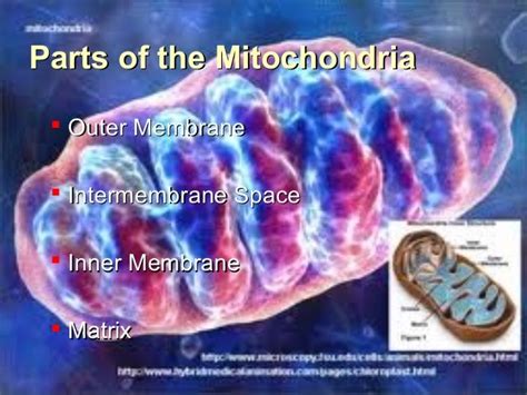 Mitochondria/chemiosmosis presentation