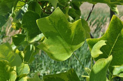 Majestic Beauty Tulip Tree