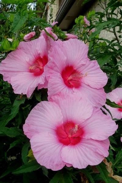 Wilson Bros Gardens Hibiscus Lord Baltimores Wife Lady Baltimore Produces 8 Inch Diameter