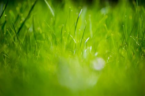 12 Beautiful Green Grass Field Hd Wallpapers