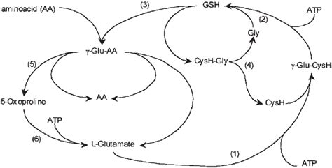 Synthesis And Degradation Of GSH Via The G Glutamyl Cycle 1