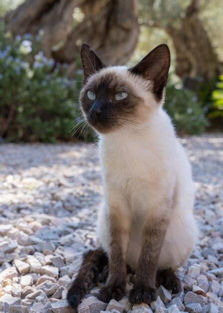 Premium Photo Cute Kitten Siamese Cat Outdoors