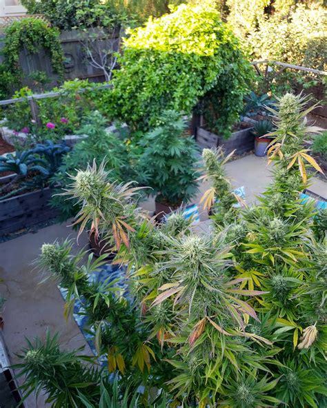 How To Harvest Dry Trim Cure Store Homegrown Cannabis The Ultimate