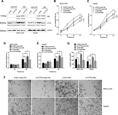 The Hbx Cttn Interaction Promotes Cell Proliferation And Migration Of