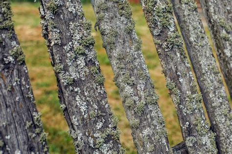 Premium Photo Old Wooden Fence Covered With Green Moss