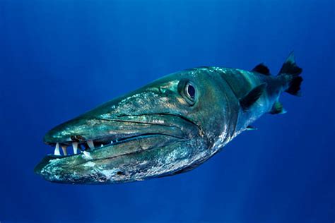 Barracuda Teeth Stock Photos, Pictures & Royalty-Free Images - iStock