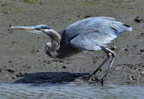 Great Blue Heron Takes Off Allaboutbirds Org Guide G Flickr