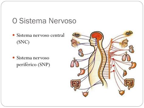 PPT SISTEMA NERVOSO PowerPoint Presentation ID 1870749