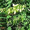 Amazon Astragalus Seeds Astragalus Membranaceus 50 Rare