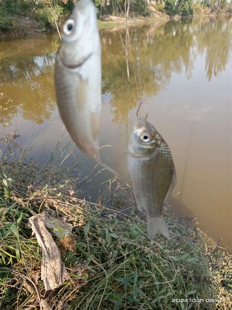 野釣遇到好魚窩，每次都有好收穫 每日頭條