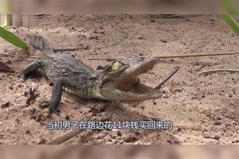 男子花11块钱买来鳄鱼，每天喂鱼都胖成猪了，如今40万都不卖鳄鱼男子