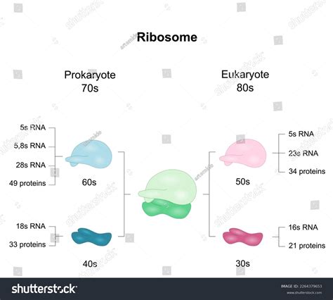 Diagram Shows Ribosomal Subunits Eukaryotes Prokaryotes Stock Vector