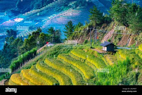 Landscape View Of Rice Fields In Mu Cang Chai District Yen Bai