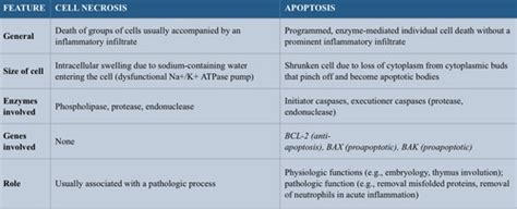 Infection and Inflammation Flashcards | Quizlet