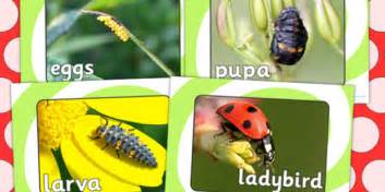 Ladybird Life Cycle Display Photos